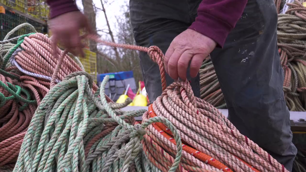 Entangled: The Race to Save Right Whales from Extinction screenshot 3