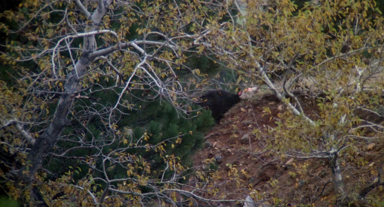 Endangered Species screenshot 1
