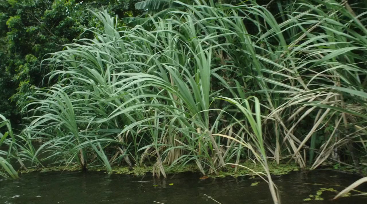 El Chata screenshot 1