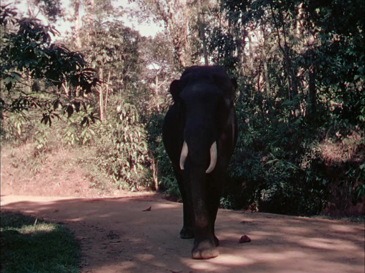 Elephant Walk screenshot 1