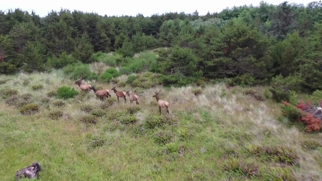 Elk Country screenshot 1