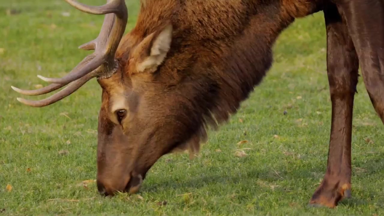 Elk Country screenshot 3