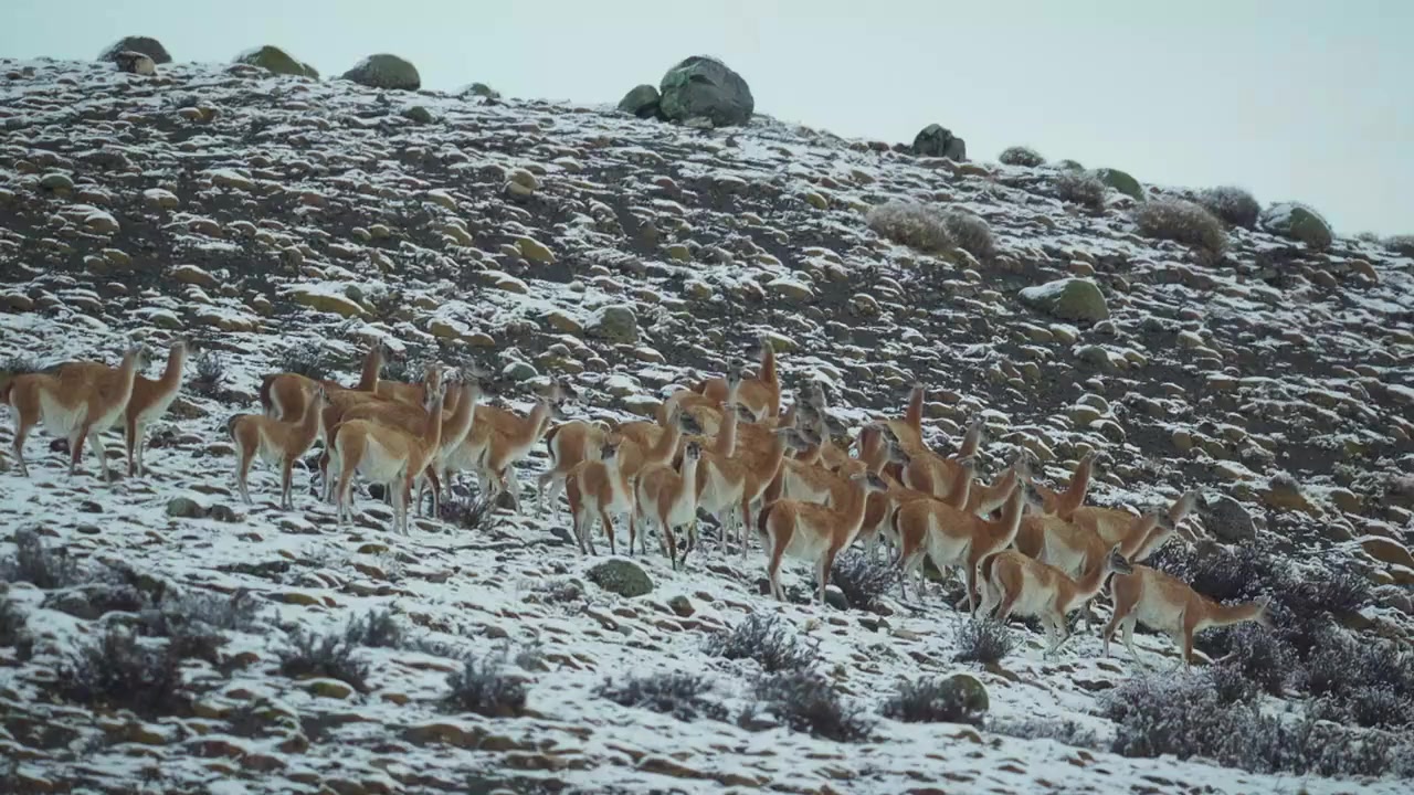 Epic Animal Migrations: Patagonia screenshot 1