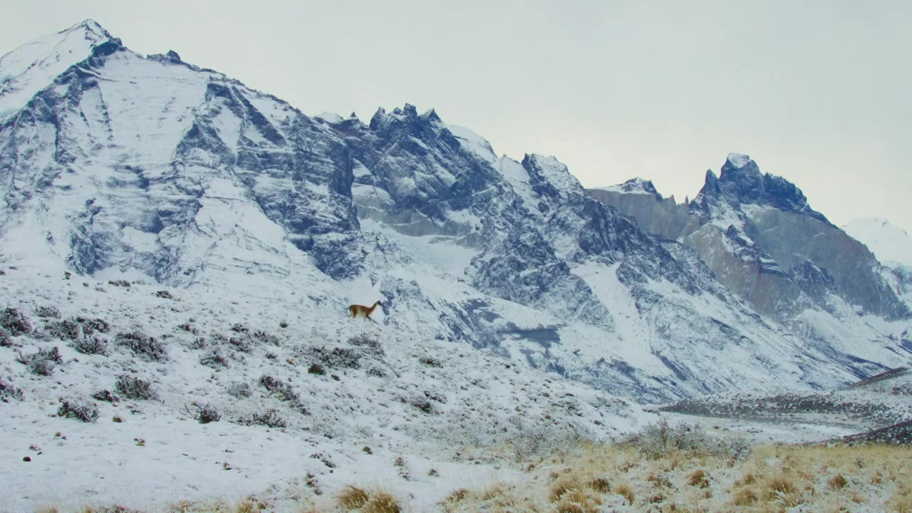 Epic Animal Migrations: Patagonia screenshot 2