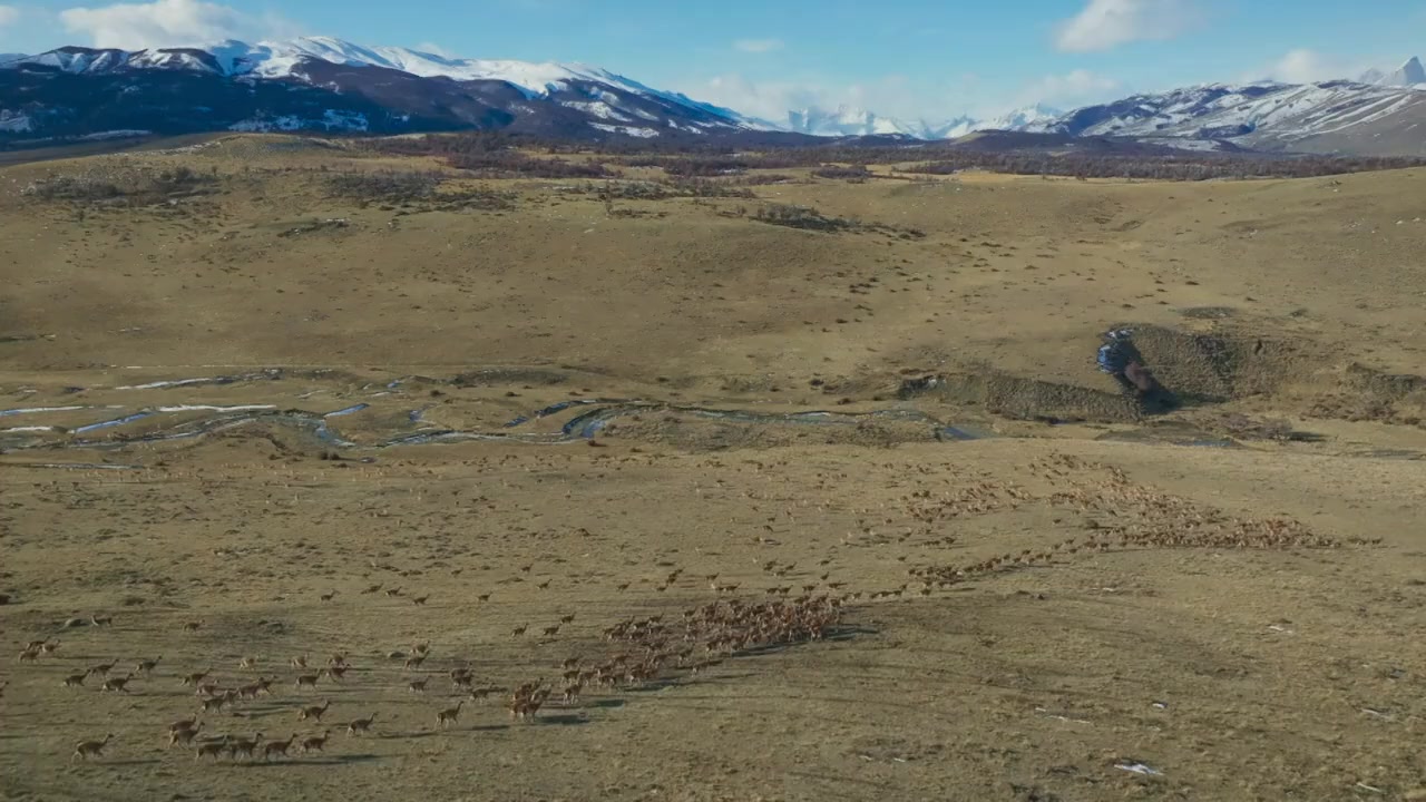 Epic Animal Migrations: Patagonia screenshot 3