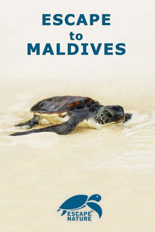 Escape to Maldives (2015) poster