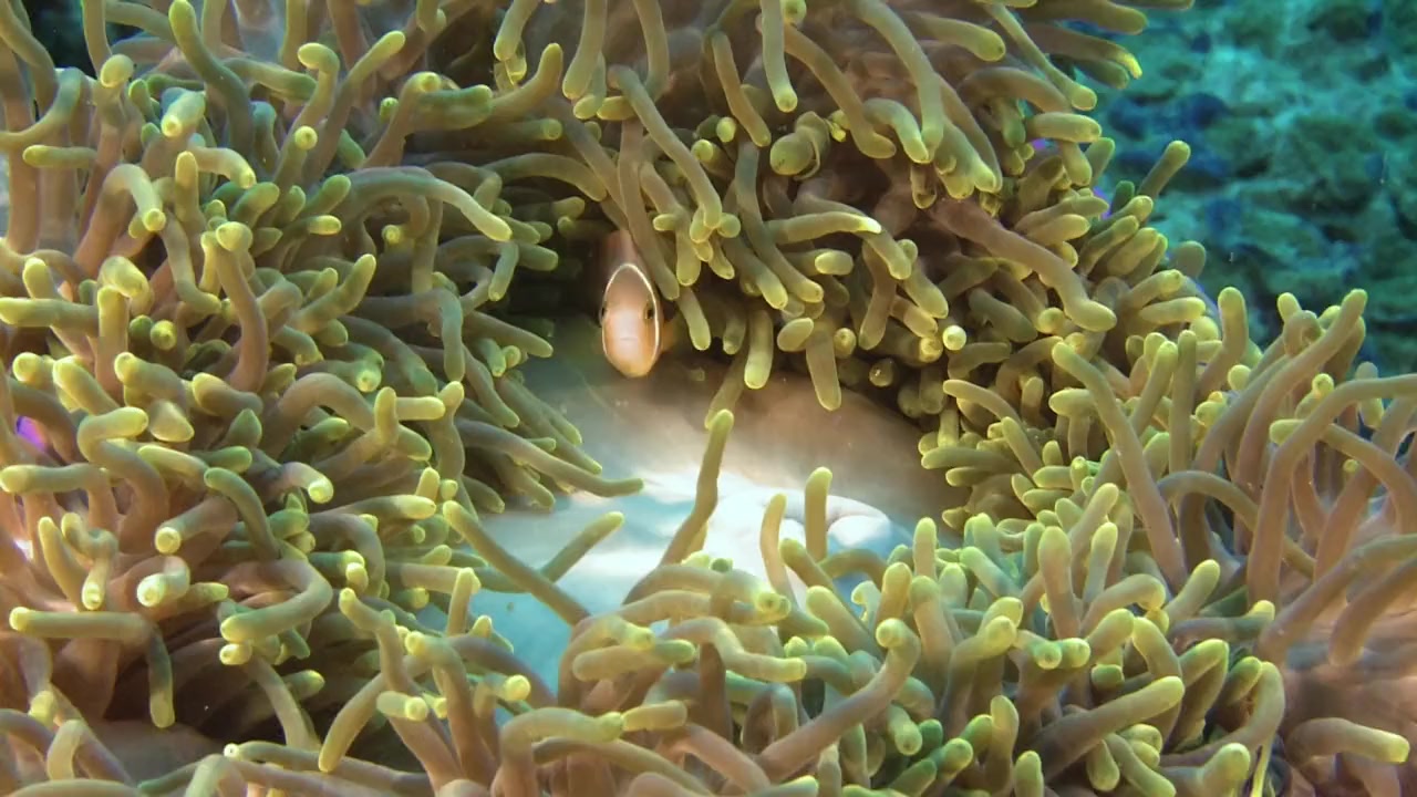 Escape to Maldives screenshot 3