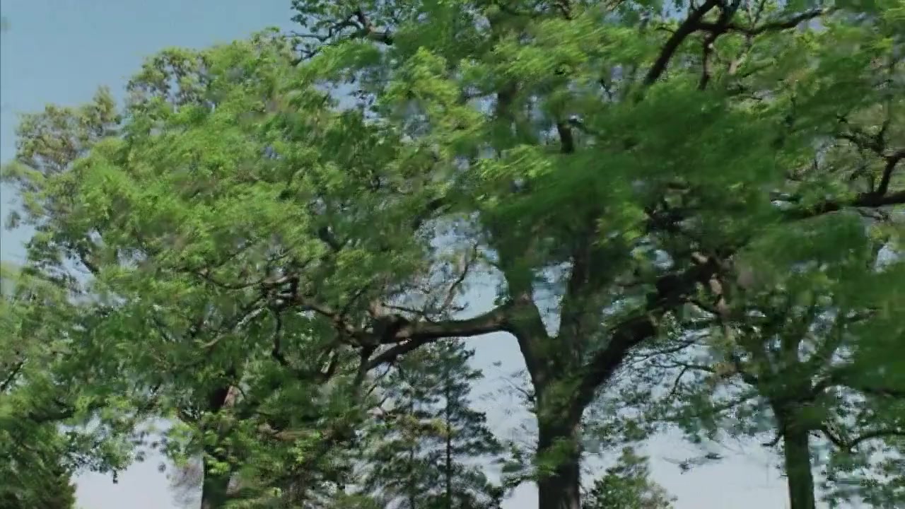 Everything Is Illuminated screenshot 1