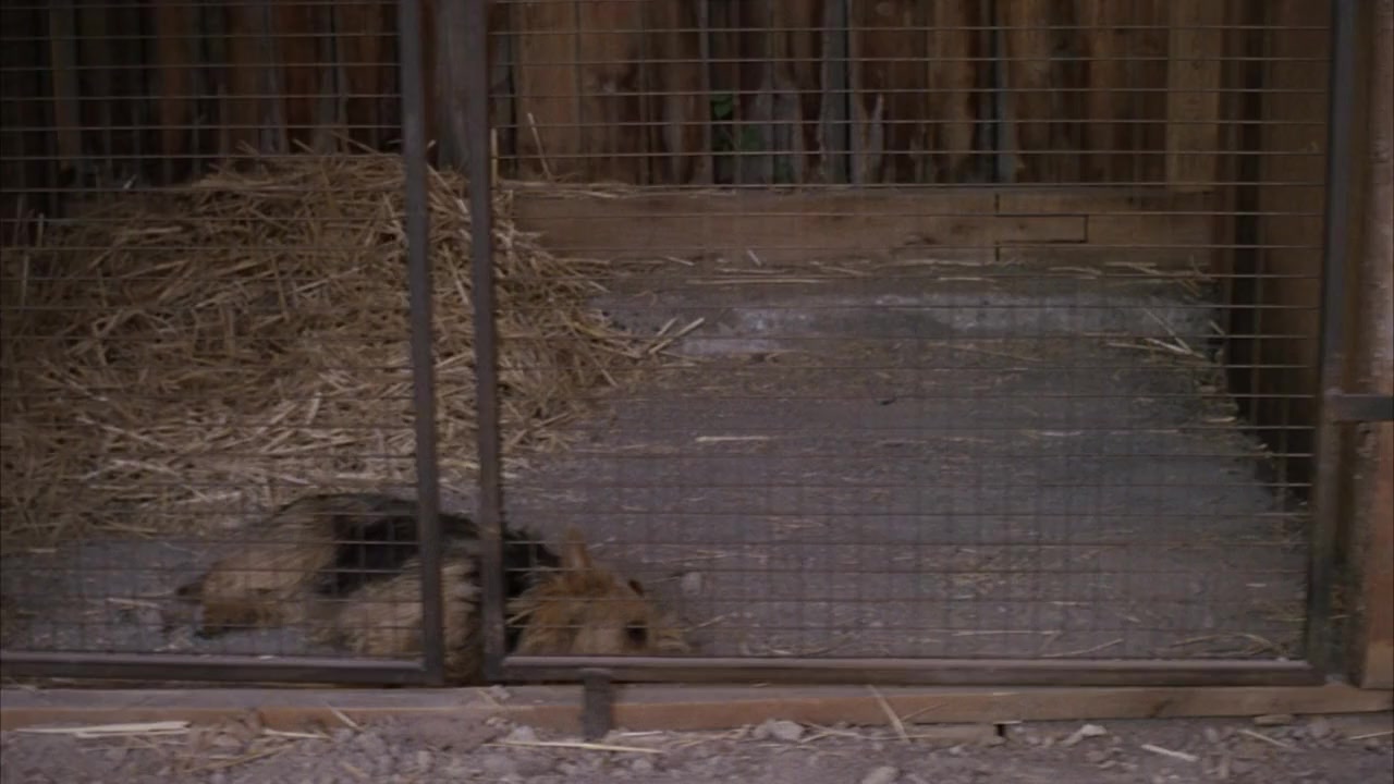Everything Is Illuminated screenshot 2