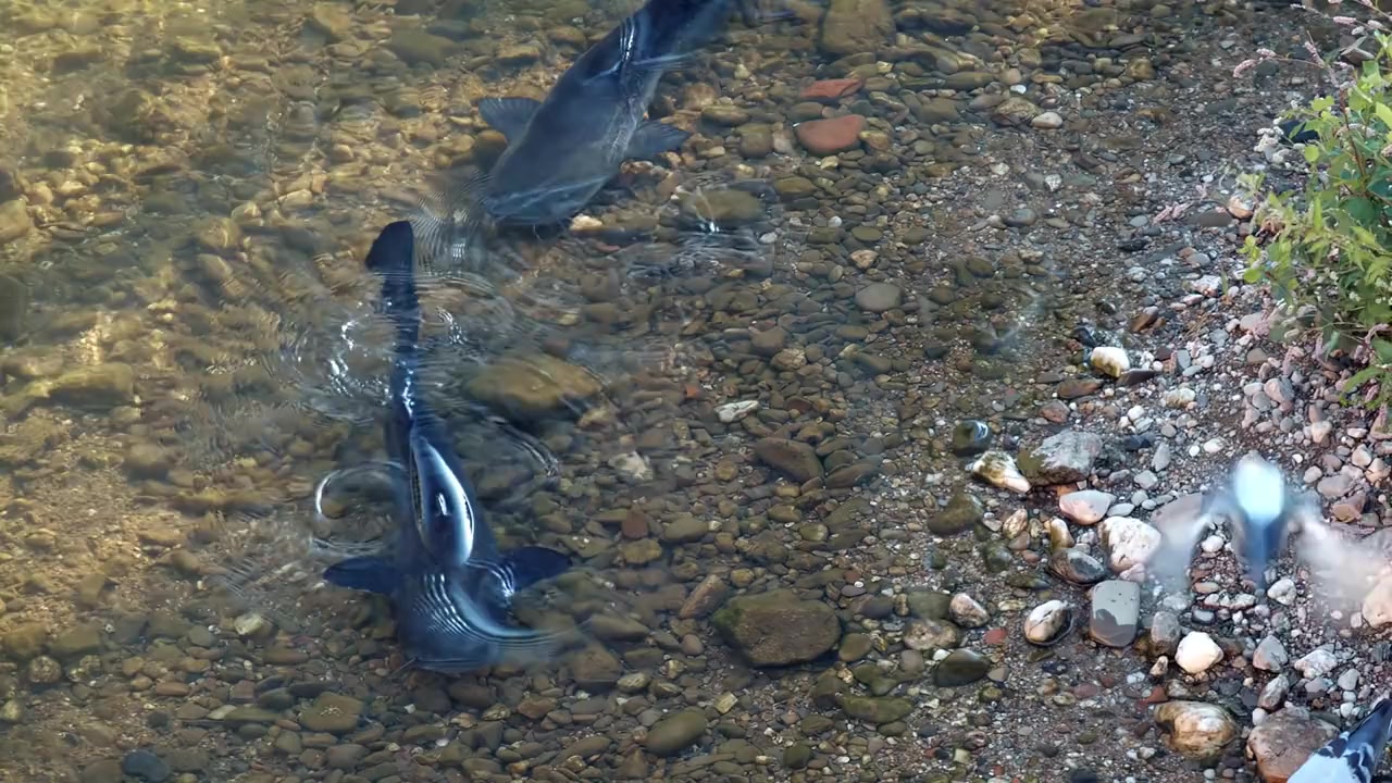 Evolution im Großstadtdschungel screenshot 2
