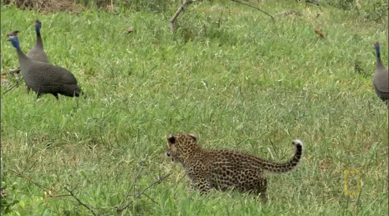 Eye of the Leopard screenshot 1