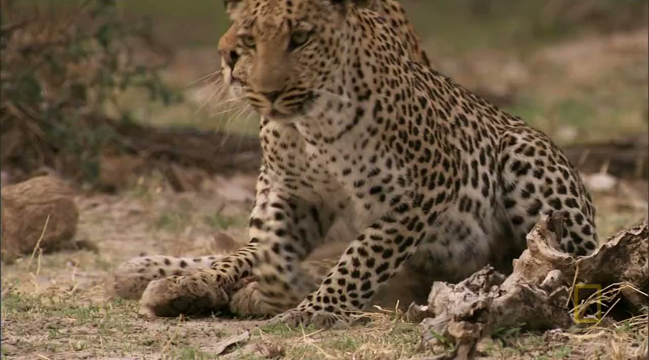Eye of the Leopard screenshot 2
