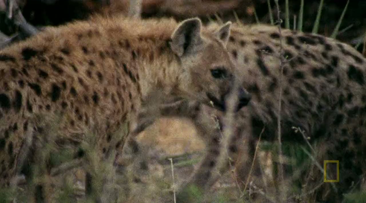 Eye of the Leopard screenshot 3
