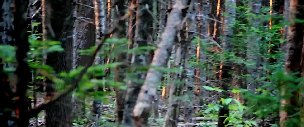 Eyes from the Pines screenshot 1