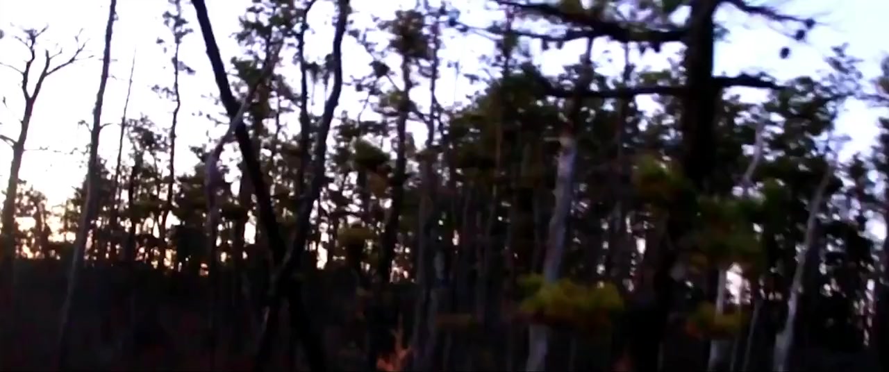 Eyes from the Pines screenshot 2