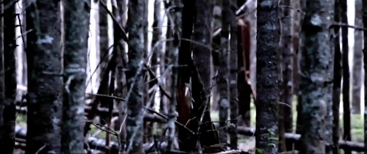 Eyes from the Pines screenshot 3