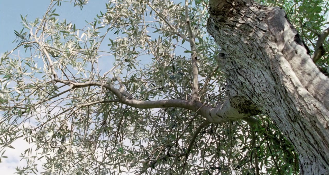 Le quattro volte screenshot 1