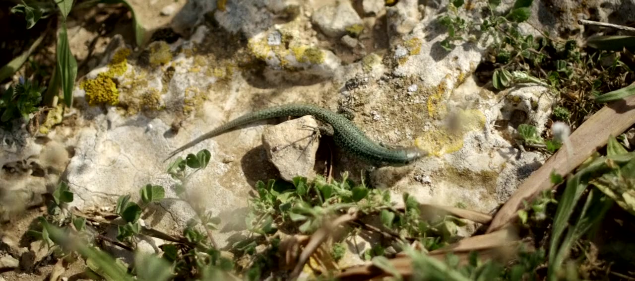 Formentera Lady screenshot 1