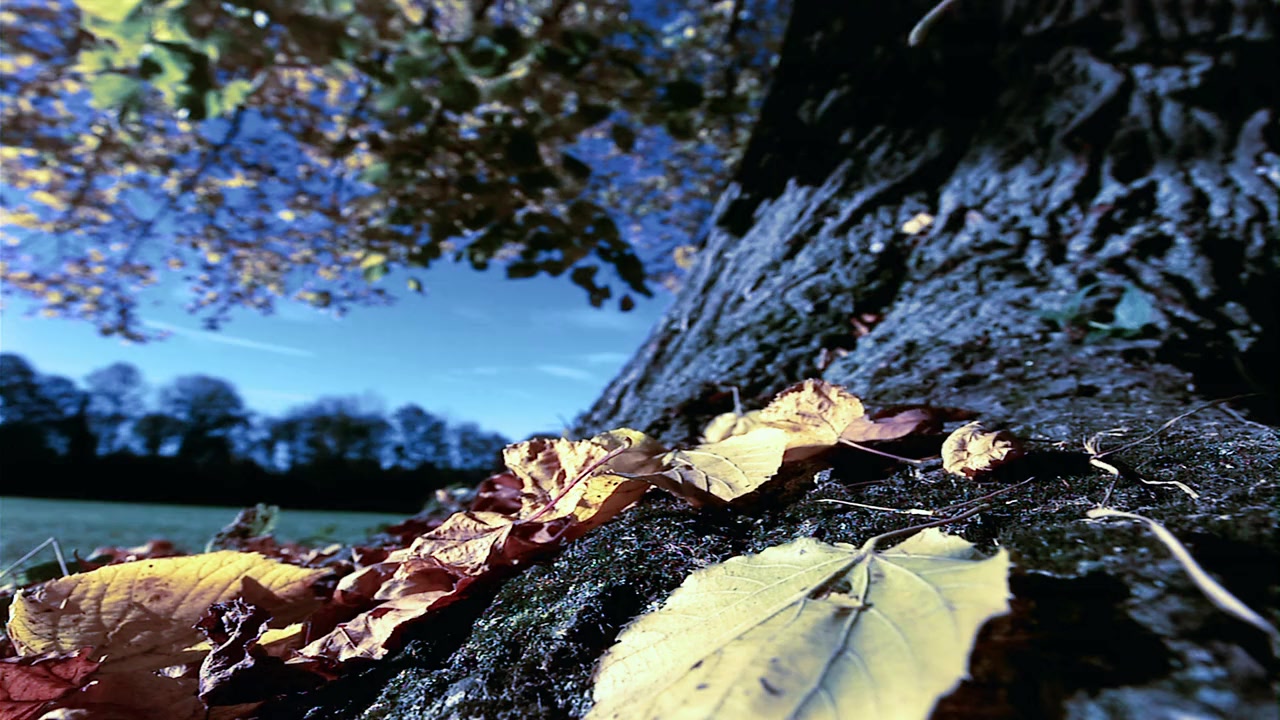 Forsenses II: Timber Lounge screenshot 2