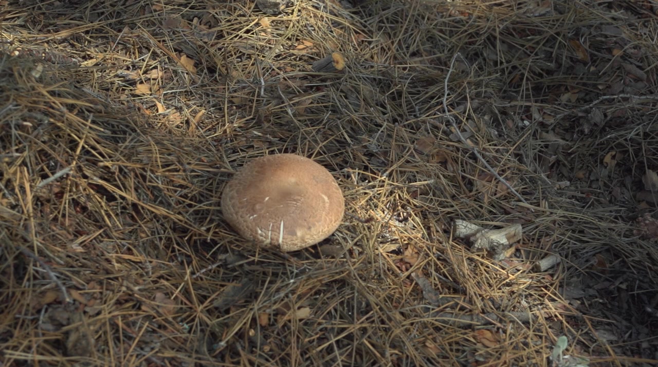 Fateful Findings screenshot 1
