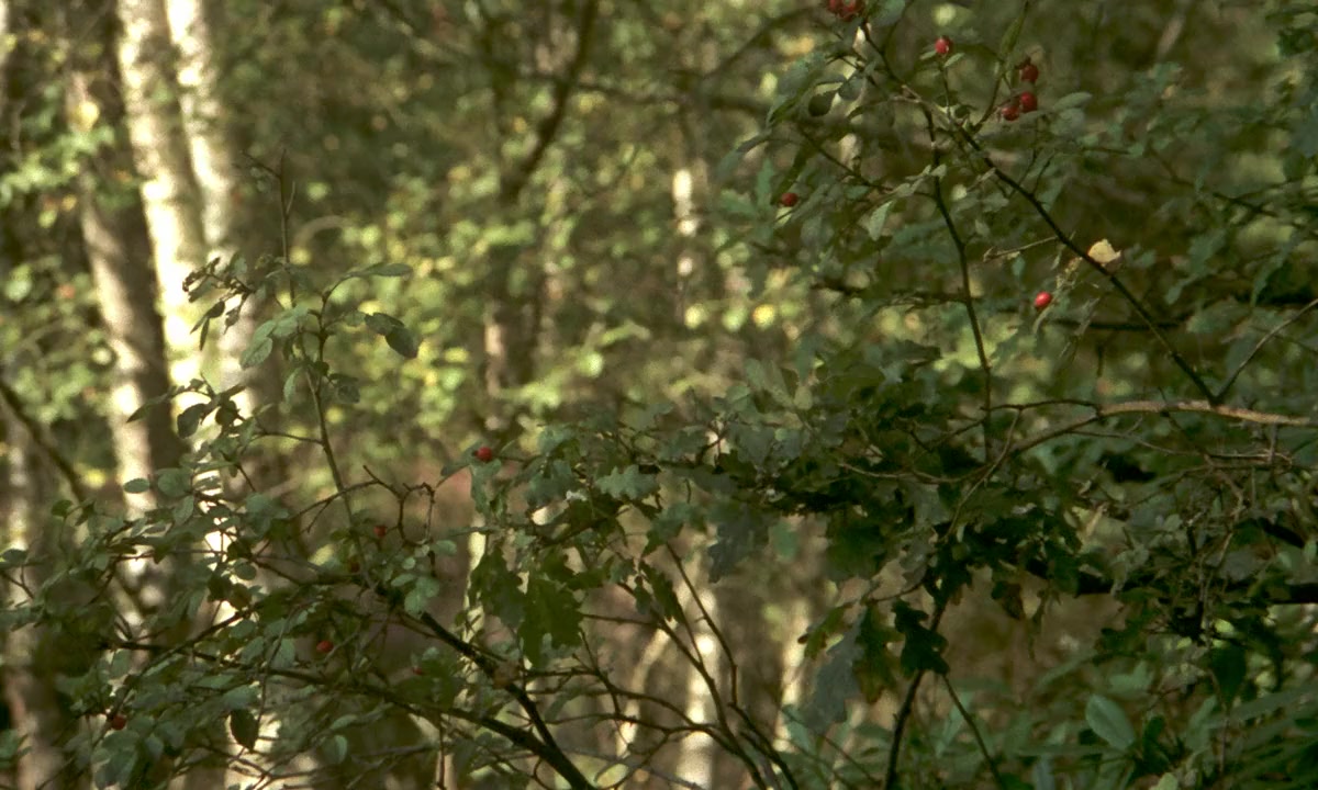 Faustine et le bel été screenshot 2