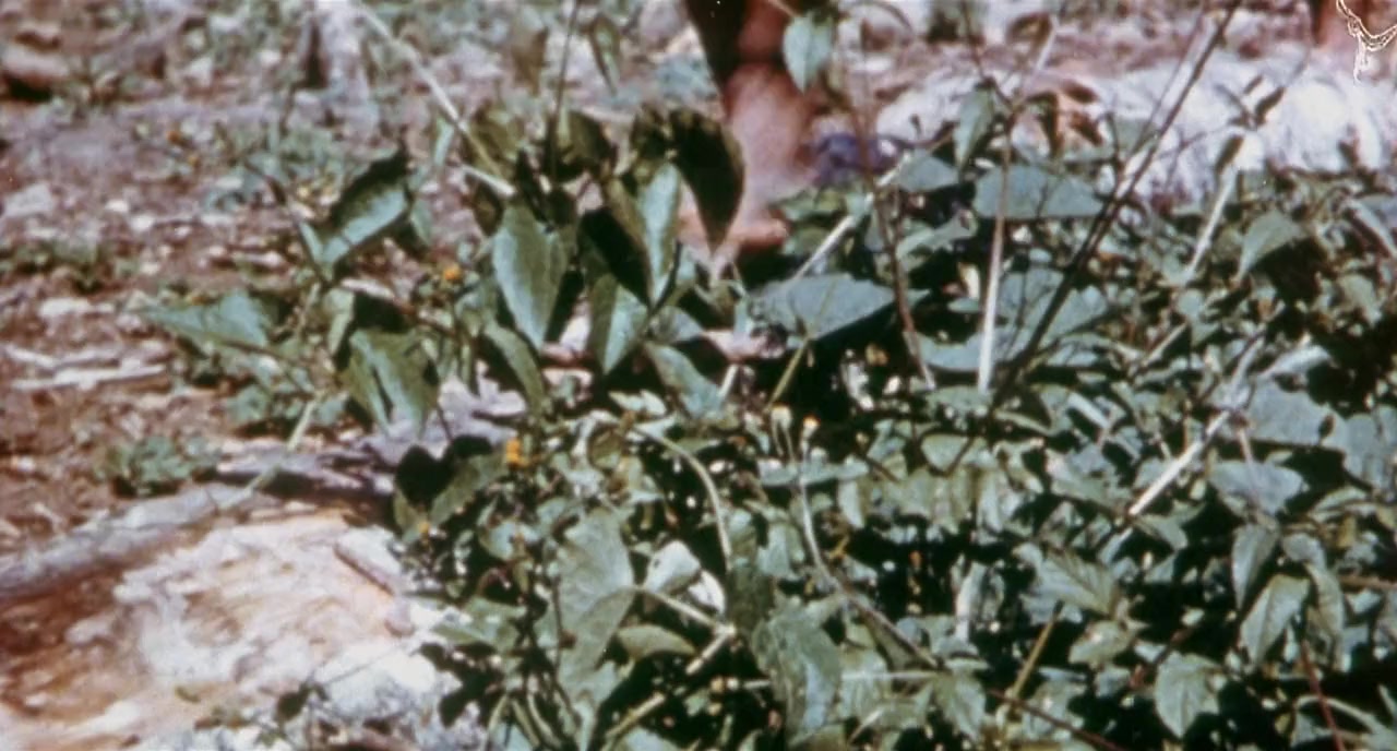 Faces of Death screenshot 1