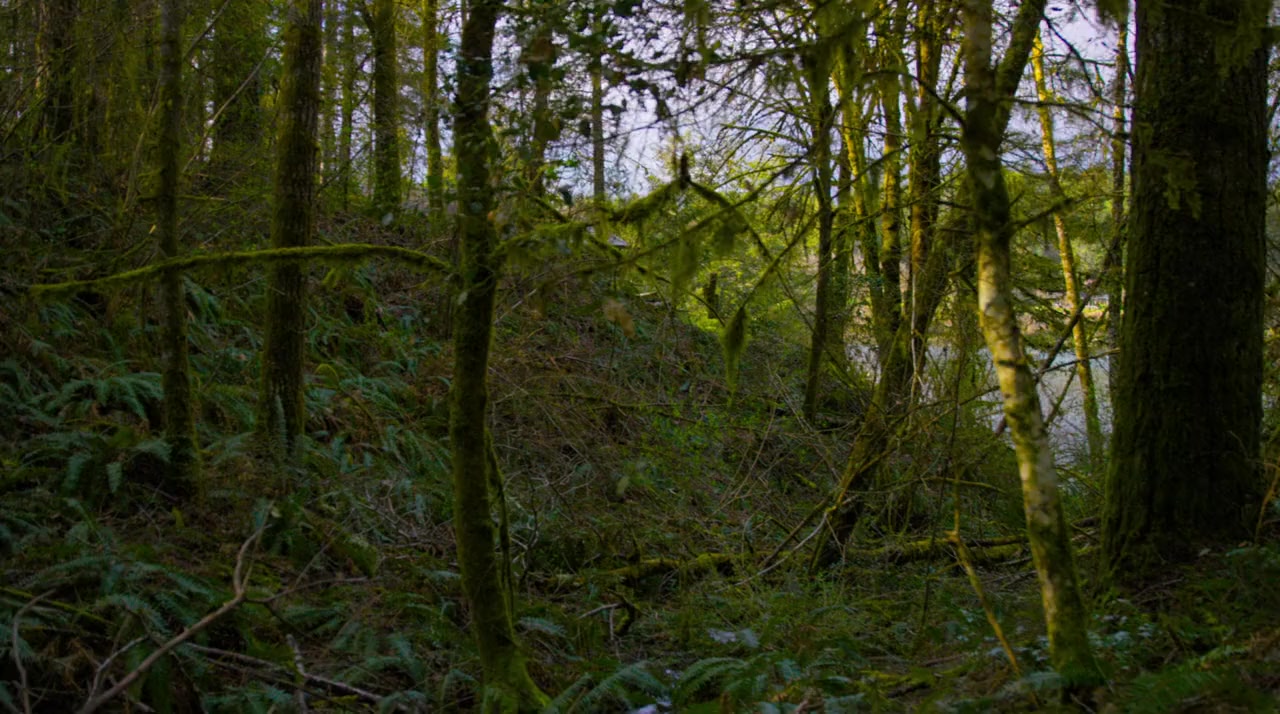 Fantastic Fungi screenshot 3