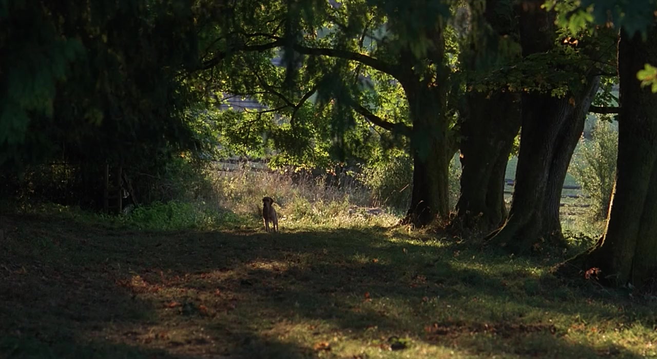 Far from Home: The Adventures of Yellow Dog screenshot 1