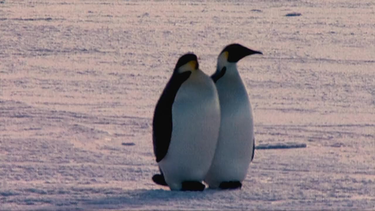 Farce of the Penguins screenshot 2