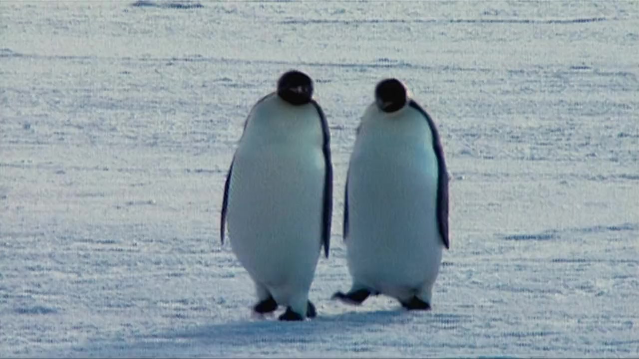 Farce of the Penguins screenshot 3