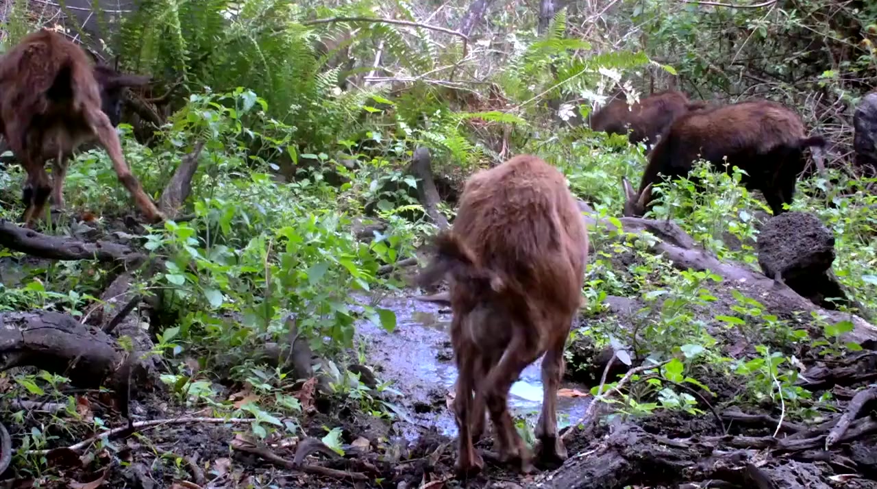 Feral screenshot 1