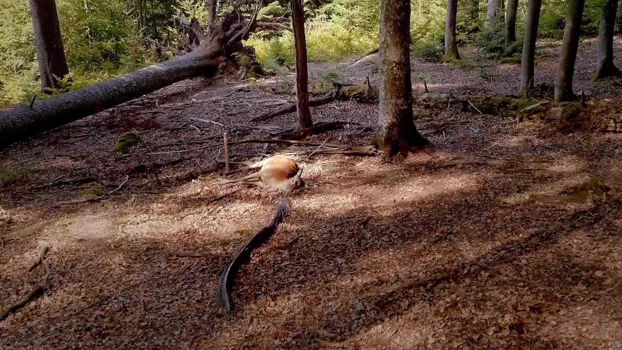 Festmahl der Tiere screenshot 1