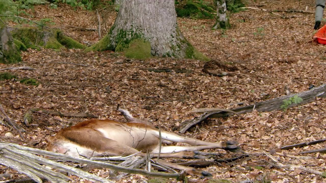Festmahl der Tiere screenshot 2