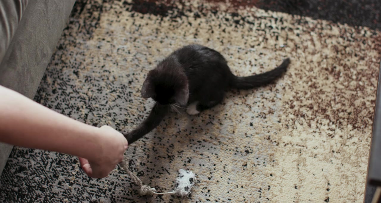 Film Fest screenshot 3