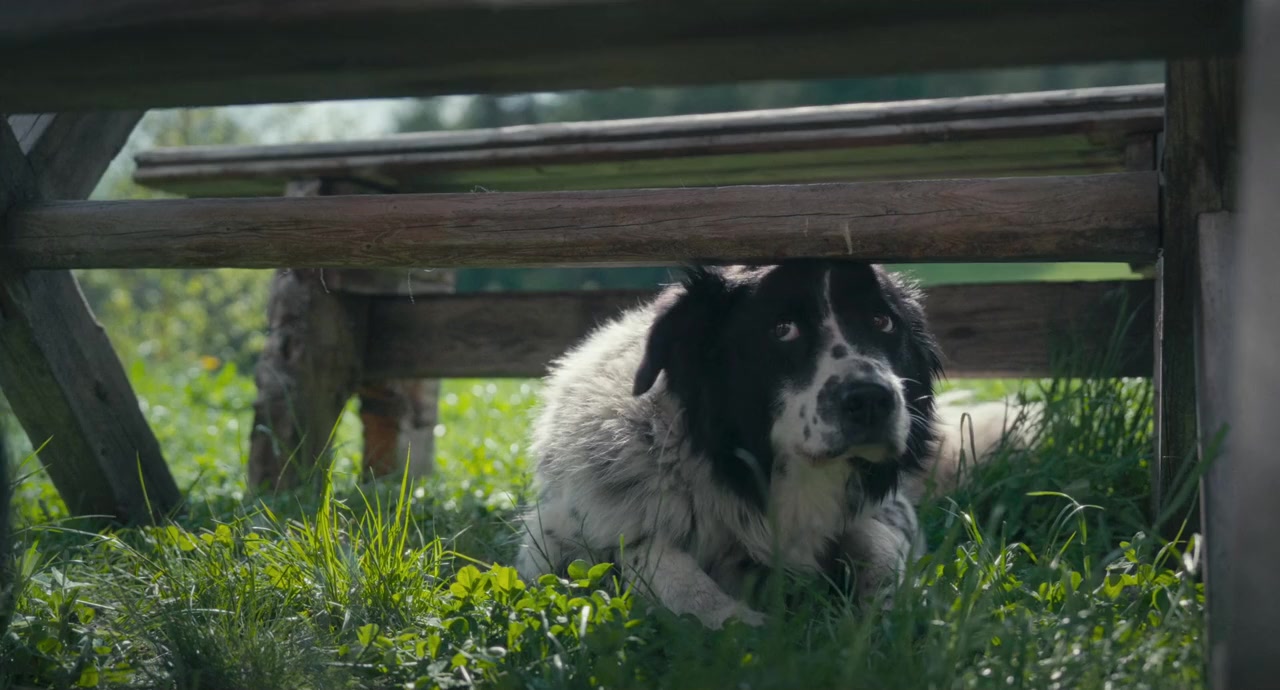 Fiore mio screenshot 3