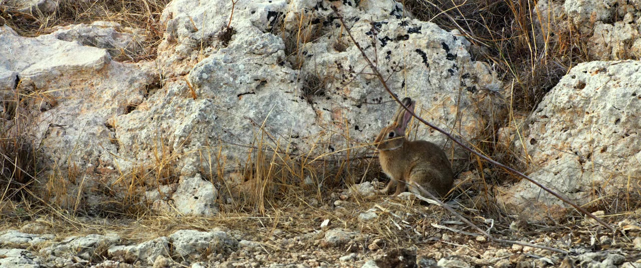 Stranizza d'amuri screenshot 1