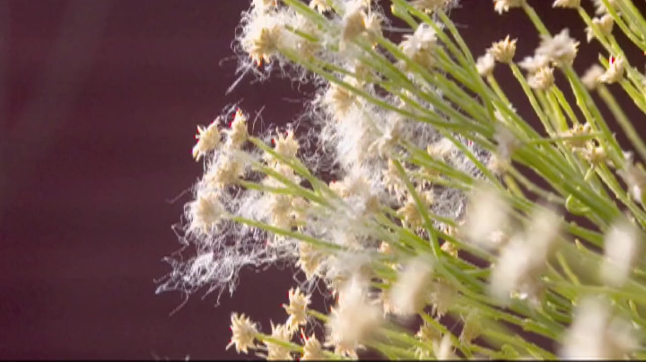 First Flight: A Mother Hummingbird's Story screenshot 3