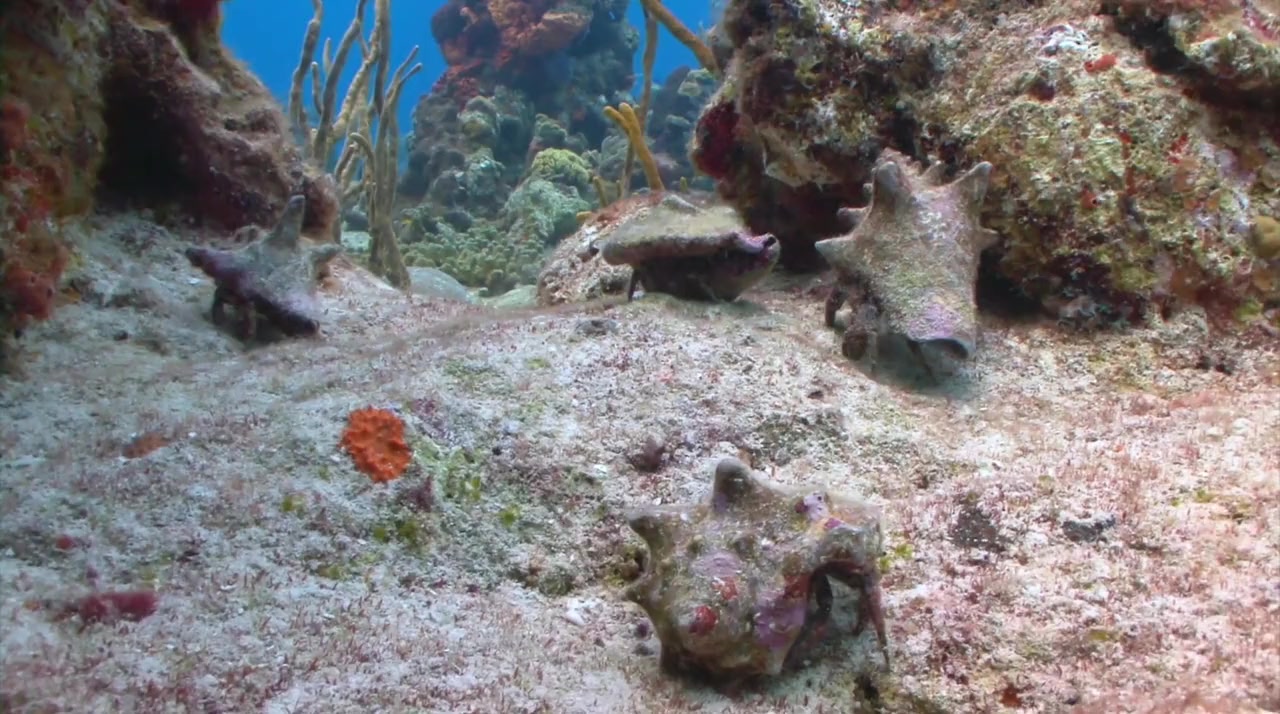 Fish School 2 screenshot 3