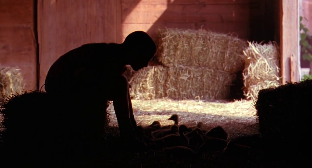 Fly Away Home screenshot 3