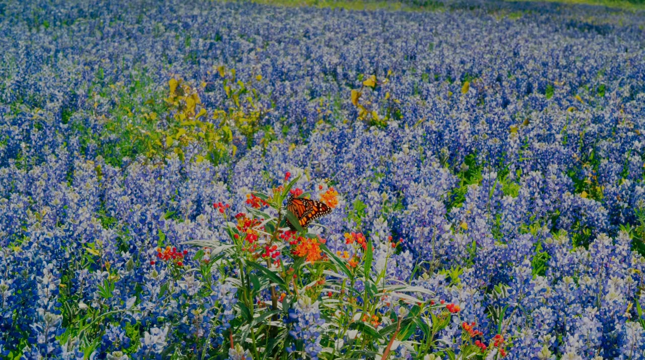 Flight of the Butterflies screenshot 1