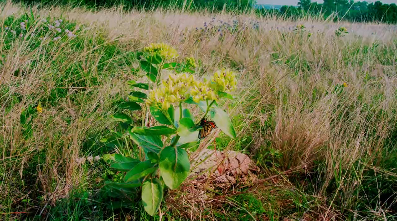 Flight of the Butterflies screenshot 2