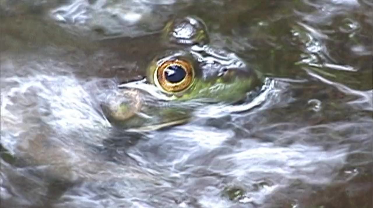 Flow: For Love of Water screenshot 2