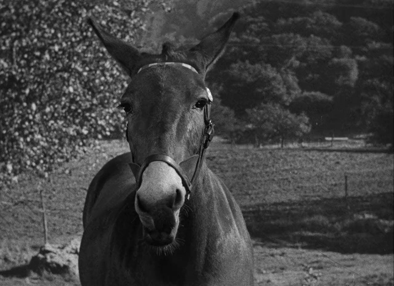 Francis Goes to the Races screenshot 3