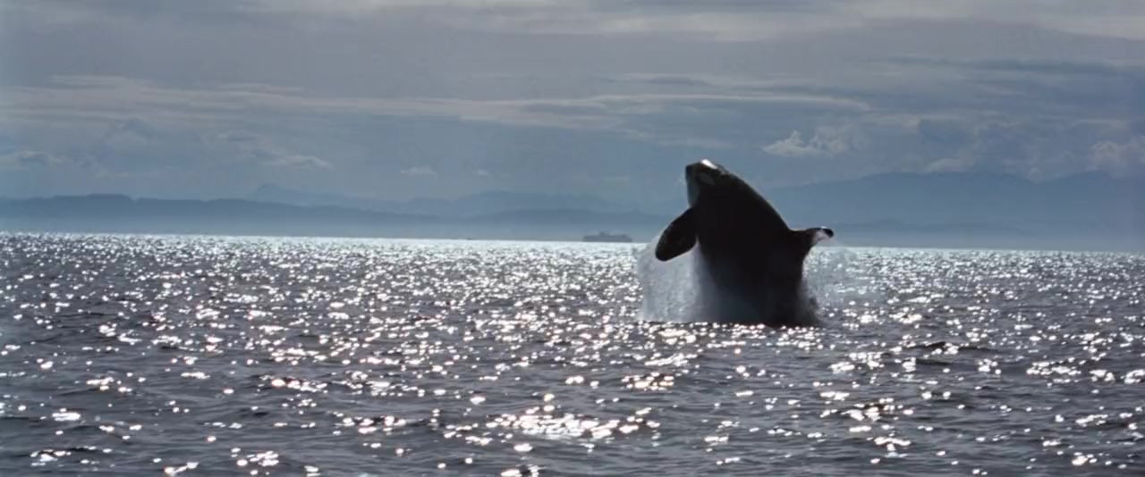 Free Willy screenshot 2