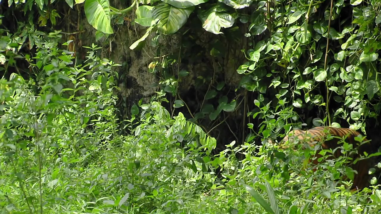 Frontier Sumatra screenshot 1