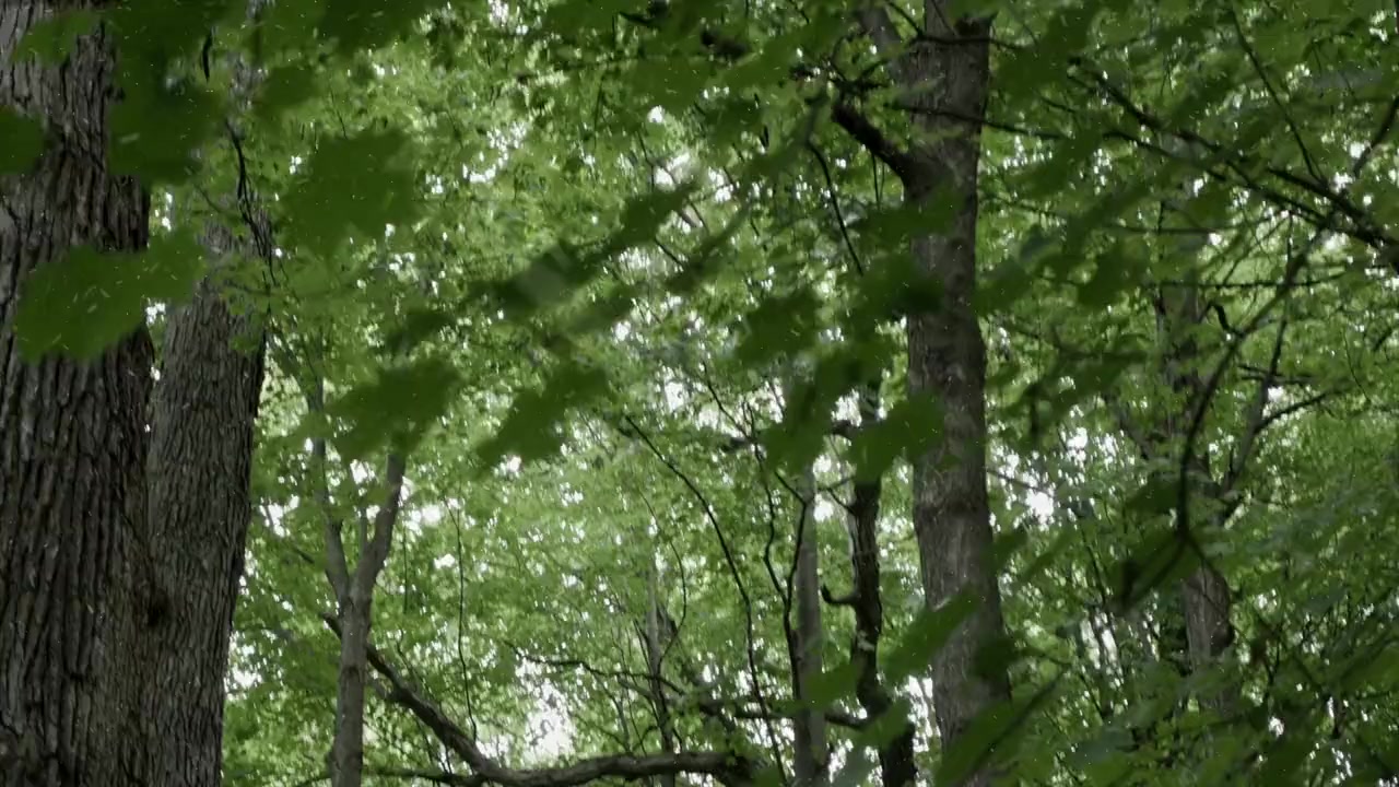 Frozen Sasquatch screenshot 1