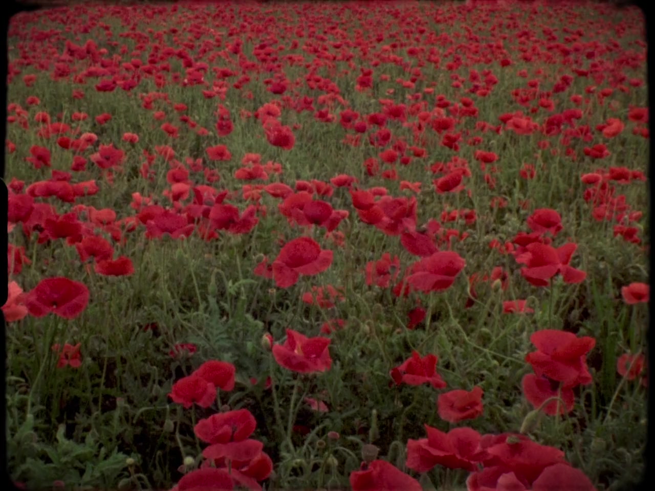 Fugitive Dreams screenshot 3