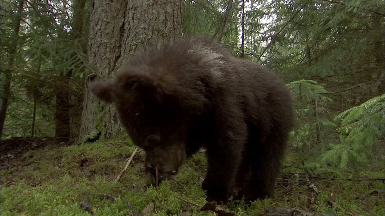Knut und seine Freunde screenshot 3