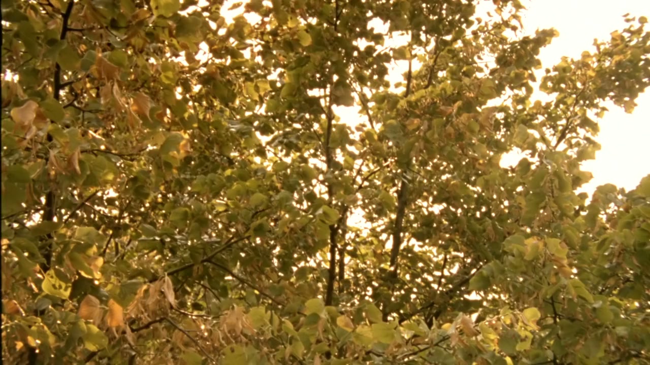 Kolja screenshot 1