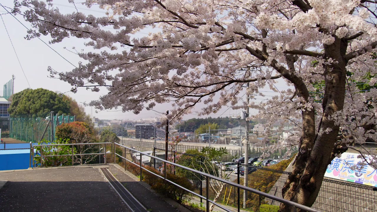 Koshien: Japan's Field of Dreams screenshot 1